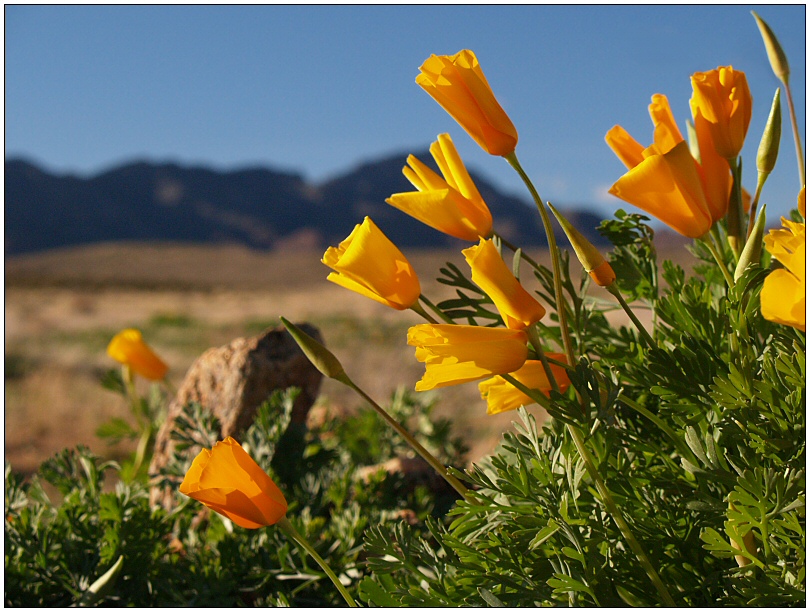 It´s time for poppies Part II