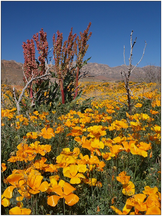 It´s time for poppies Part III