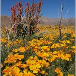 It´s time for poppies Part III