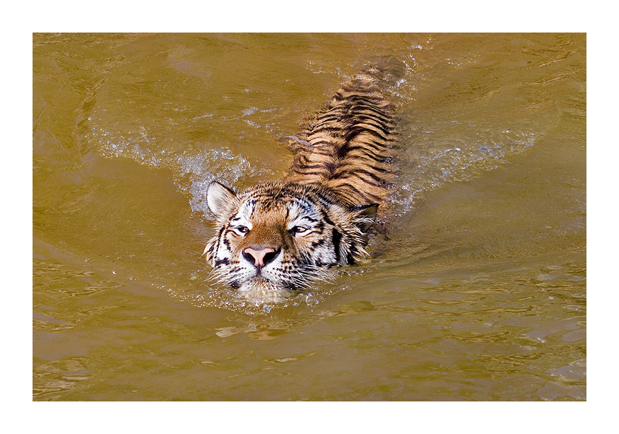 it´s time to go for a swim