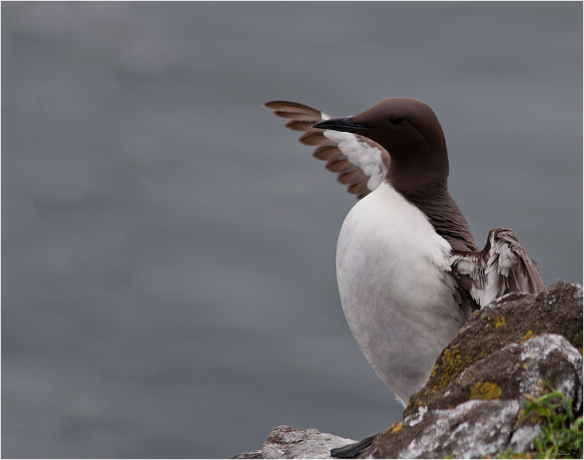 It's trying to coordinate the Puffin trafic :-)