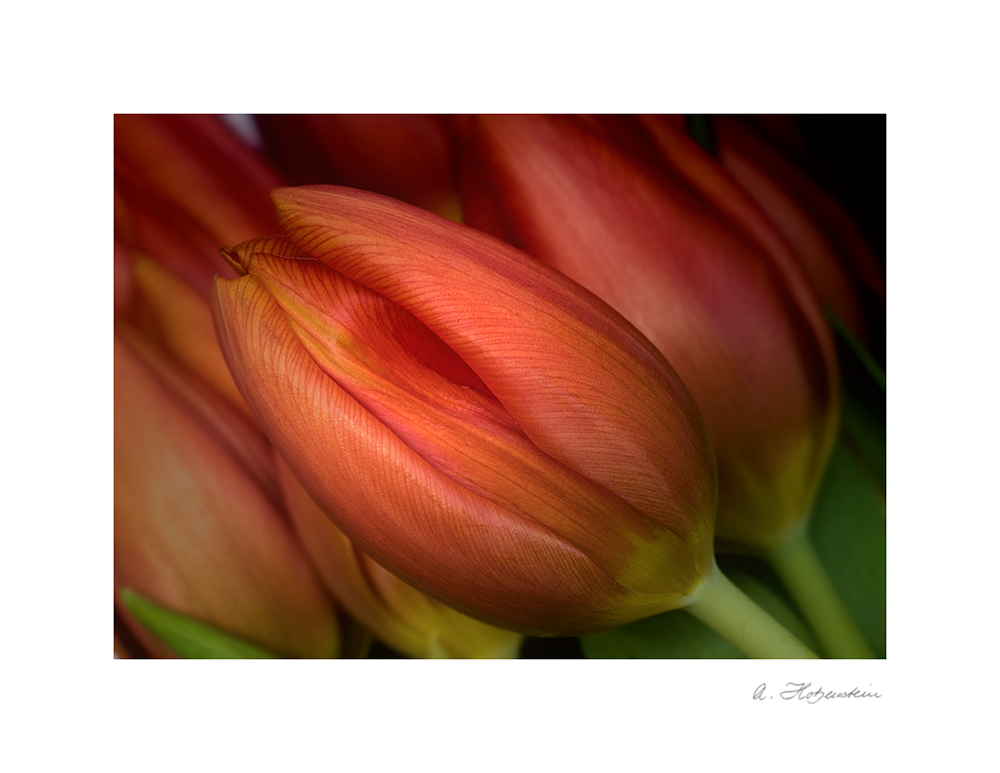 It's tulip-season....