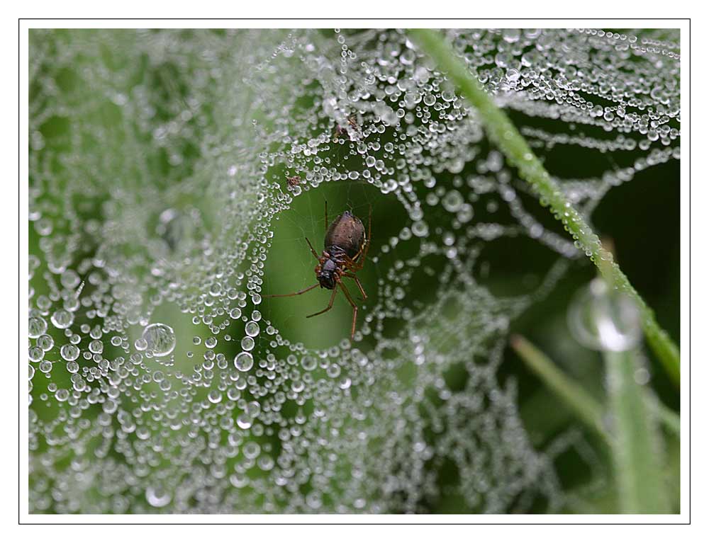 Itsi Bitsi Spider