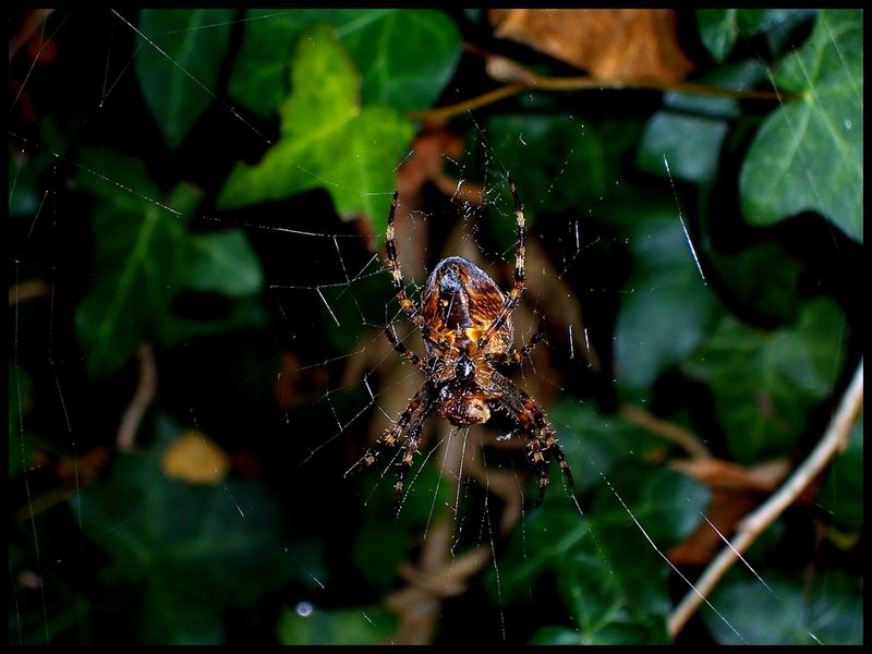 itsi-bitsi-spider :)