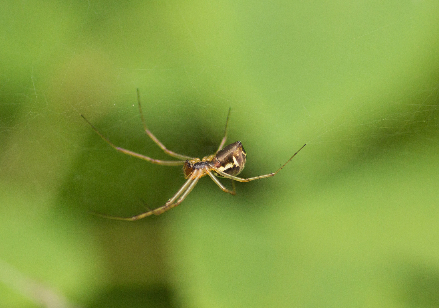 itsibitsi spider 