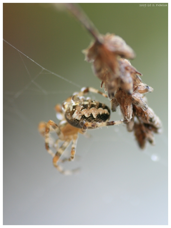 Itsy Bitsy Spider. 01.