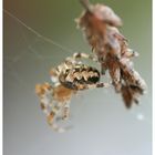 Itsy Bitsy Spider. 01.