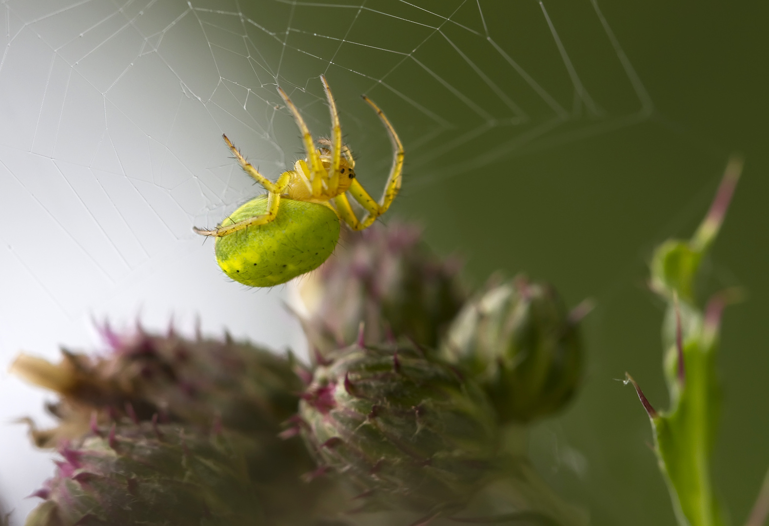 Itsy Bitsy Spider