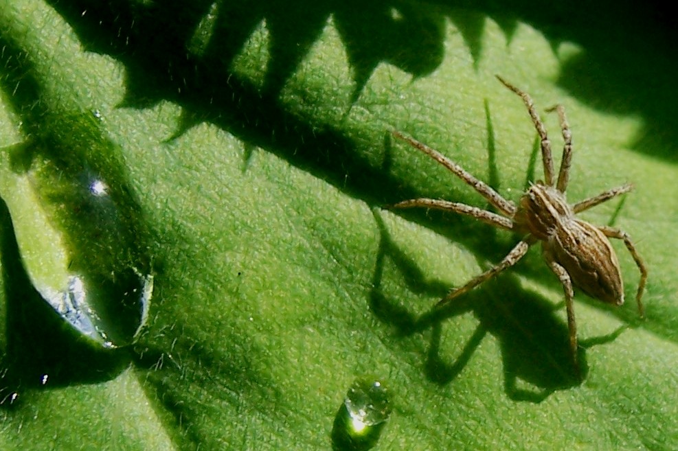 Itsy Bitsy Spider