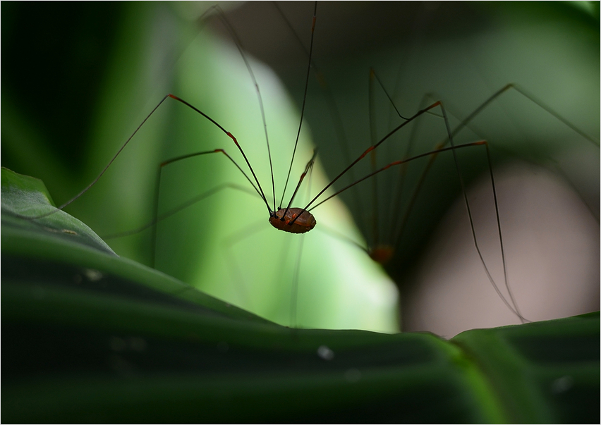 itsy bitsy spider