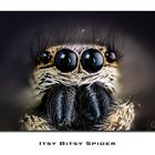 Itsy Bitsy Spider