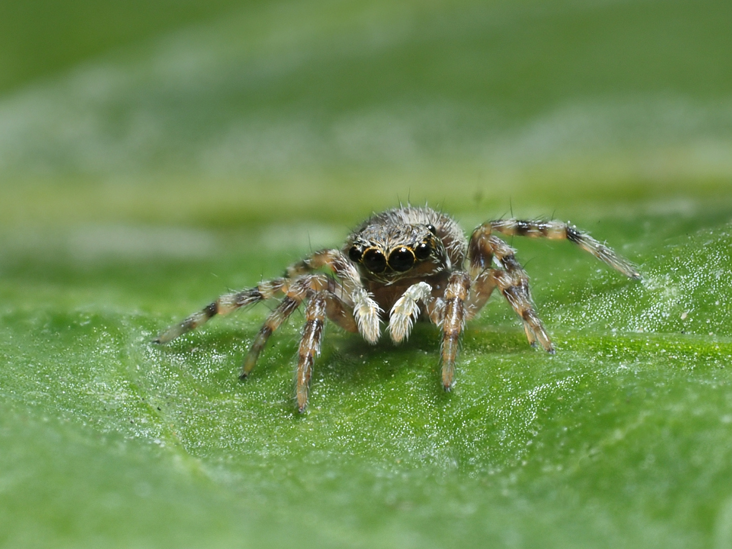 itsy bitsy Spinne