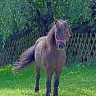 Itter - Pony