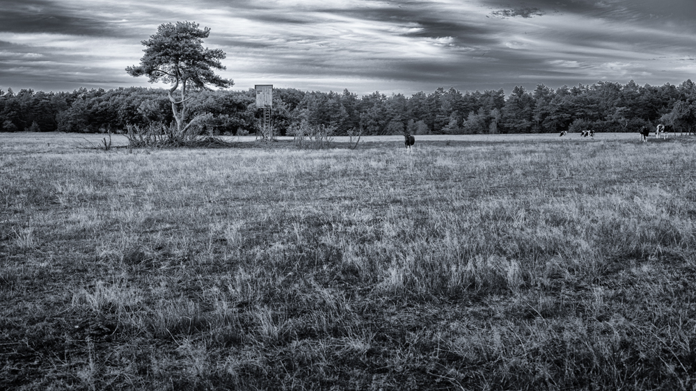 Itterbecker Heide