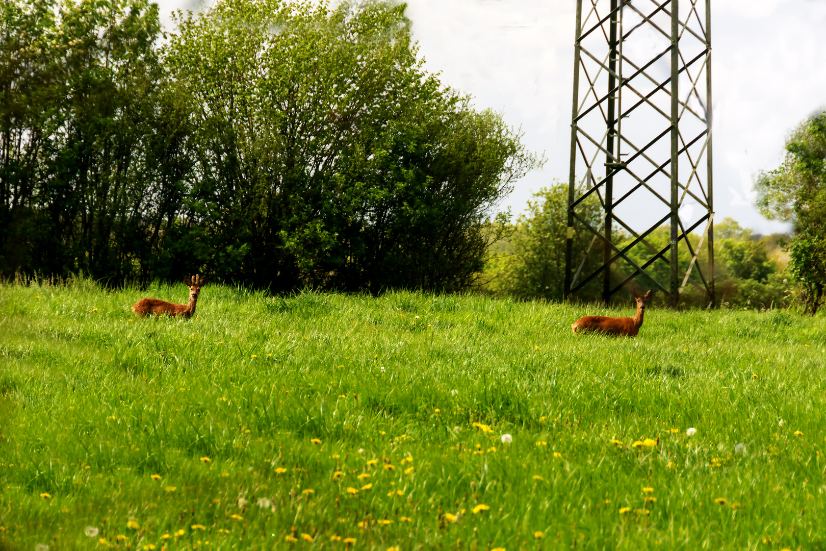 Itzehoe Rehe