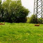 Itzehoe Rehe