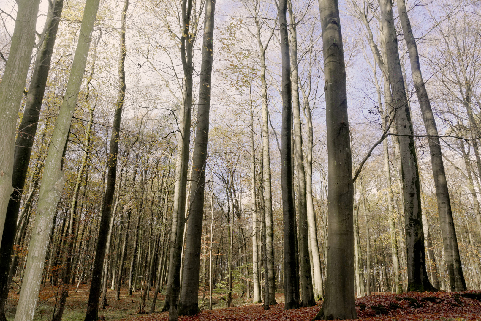 Itzehoe Wald bei der Autobahn