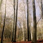 Itzehoe Wald bei der Autobahn