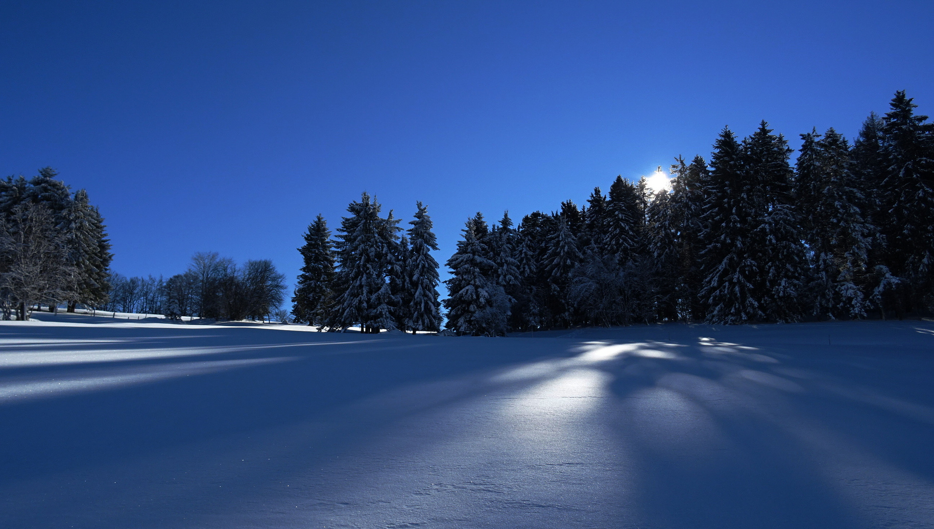 Itzenwald im Gegenlicht9675