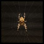 Itzy Bitzy Spider