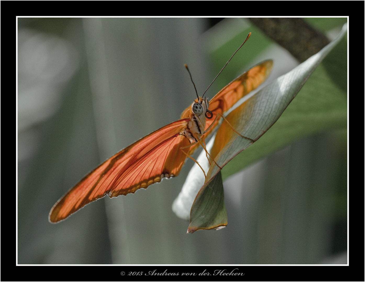 Iulia Falter (Dryas iulia)