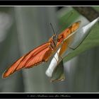 Iulia Falter (Dryas iulia)