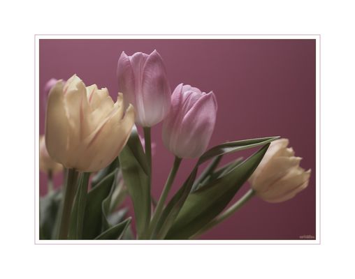 --- IV --- rectangular