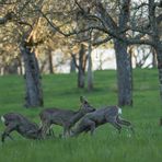 IV - Rehwild in den Streuobstwiesen