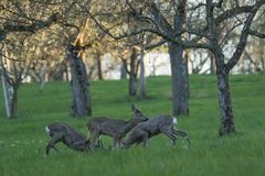 IV - Rehwild in den Streuobstwiesen