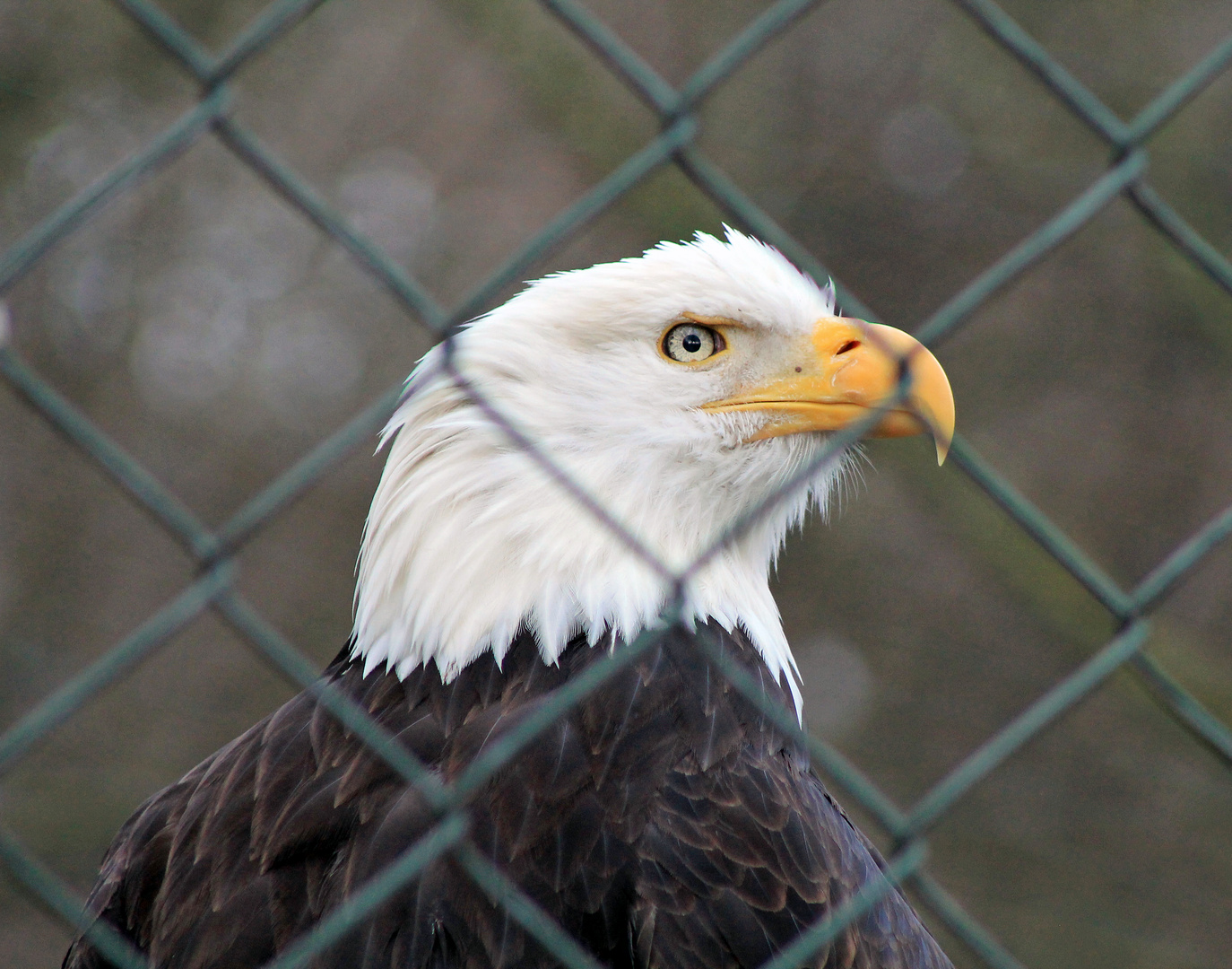 I´ve been looking for Freedom!