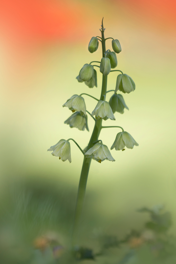 Ivory bells