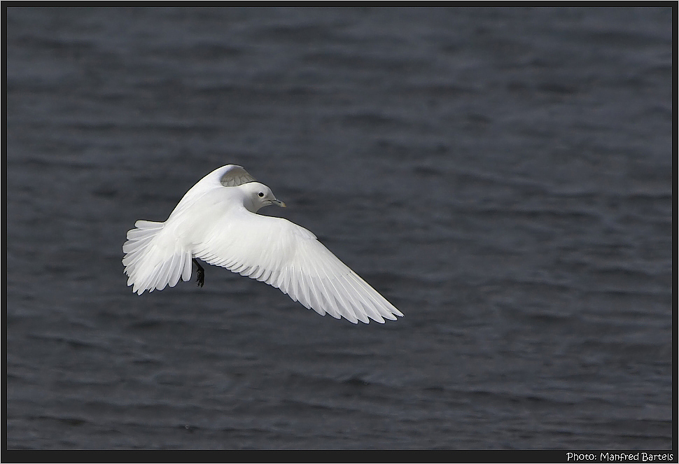 Ivory Gull - Elfenbeinmöwe....