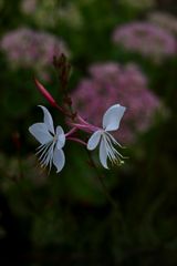 ivresse florale