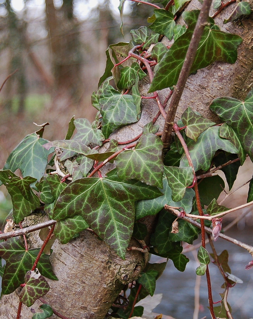 IVY.