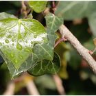 Ivy after rain