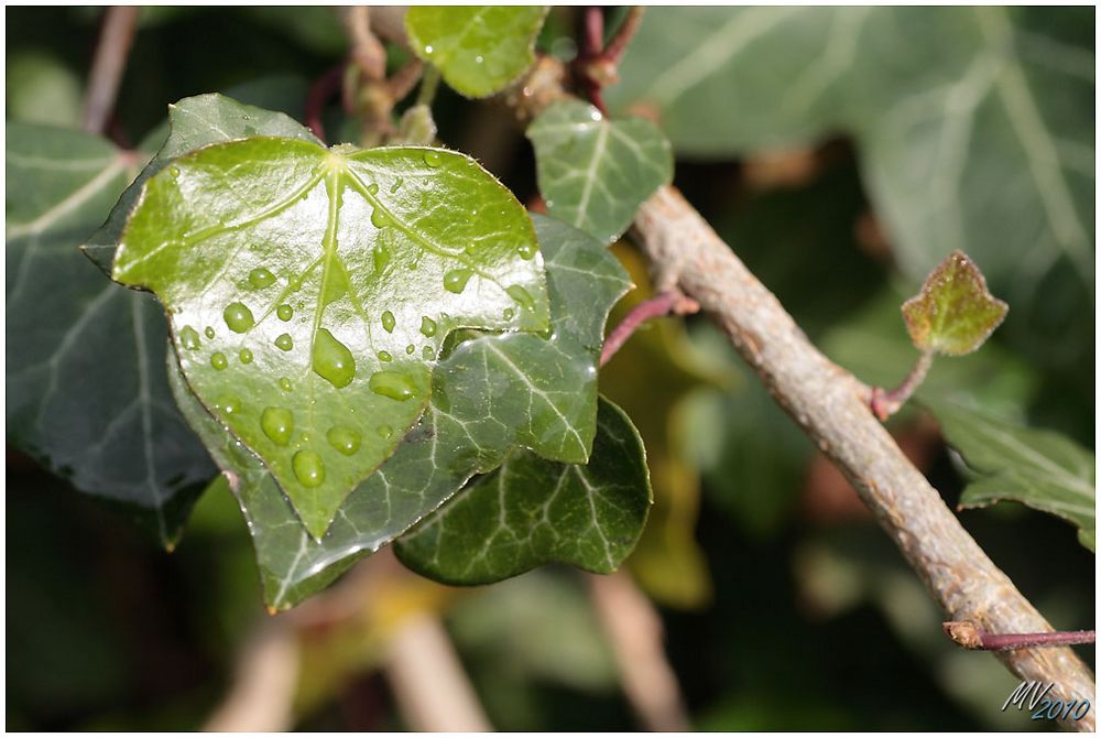 Ivy after rain