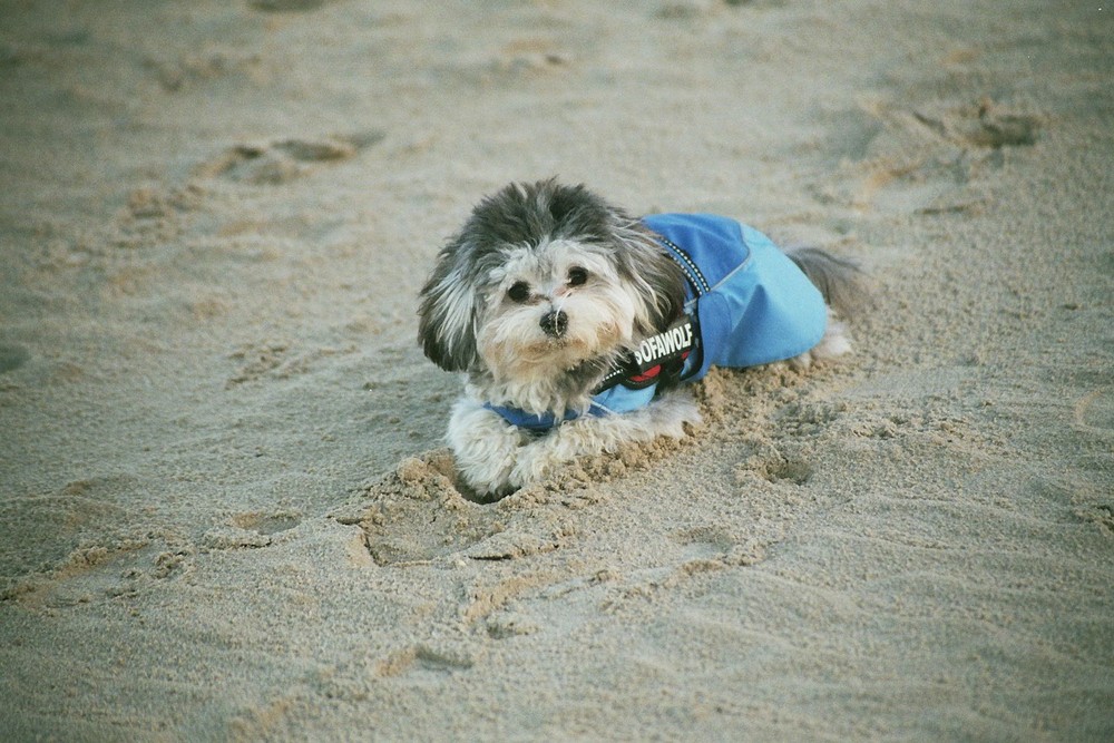 ivy an der ostsee