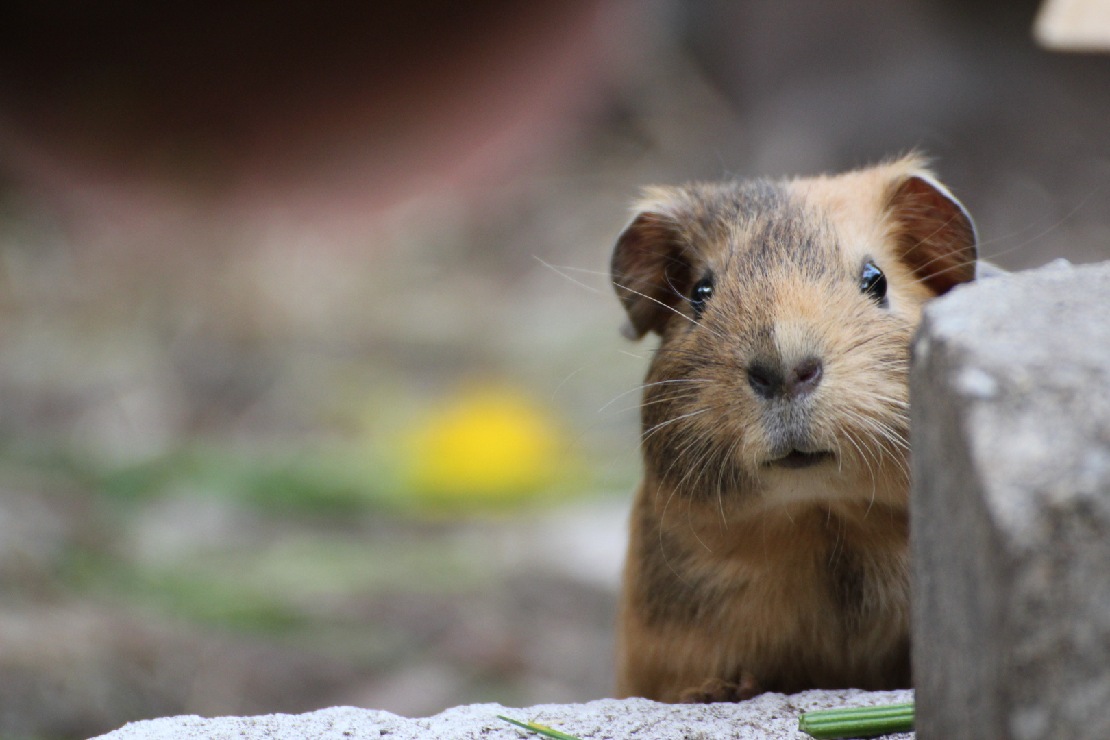 Ivy -das frechste Meerschweinchen, dass es gibt