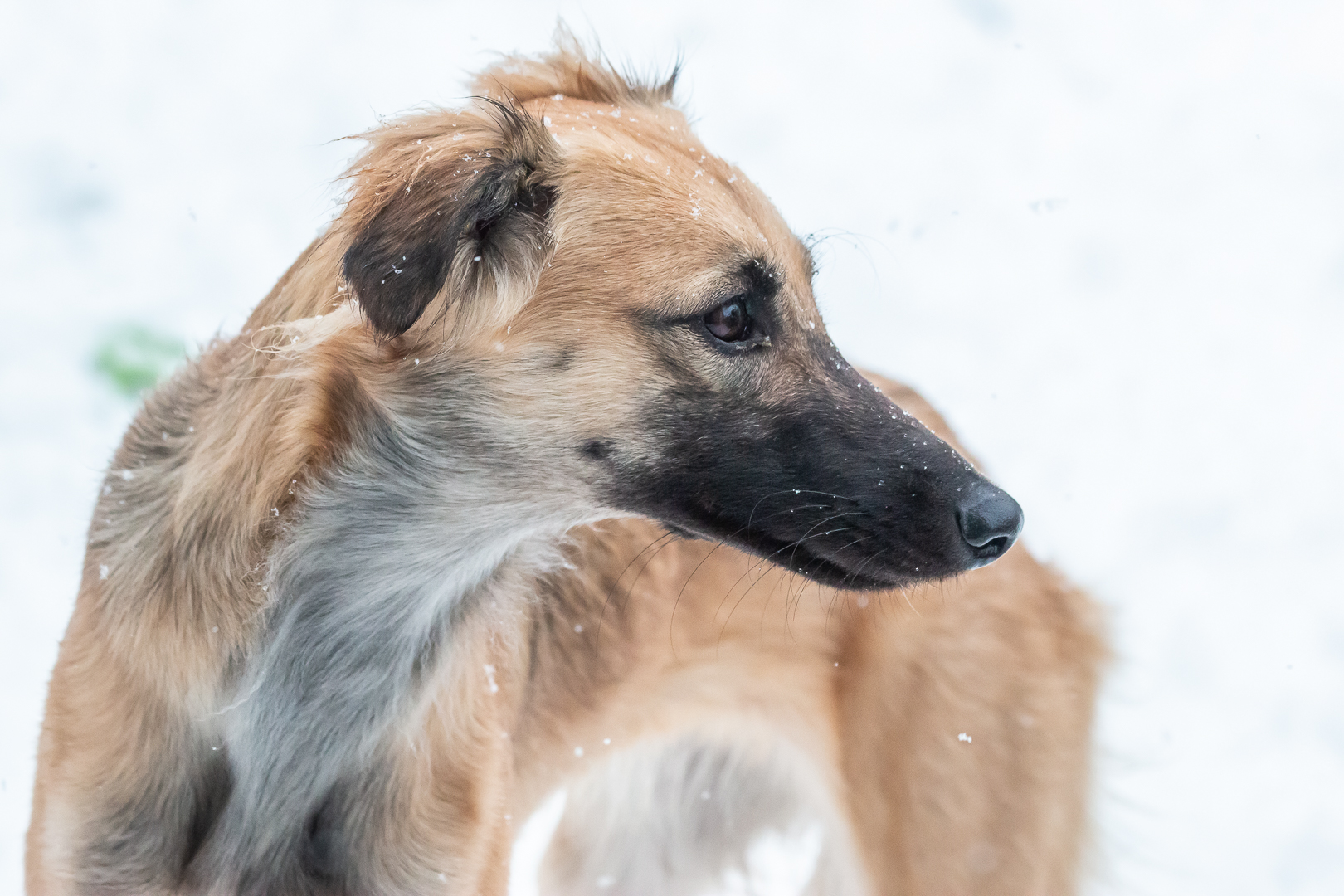 Ivy im Schnee