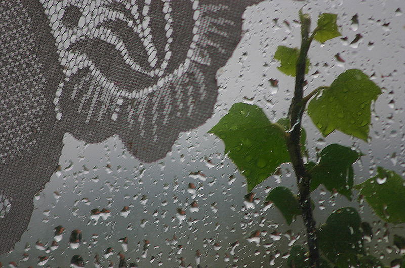Ivy in Heavy Rain