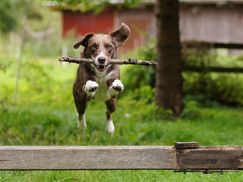 Ivy jumping