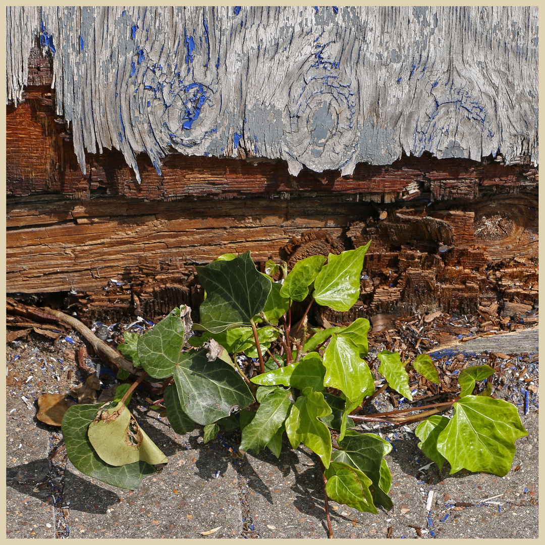 ivy on a fence 2