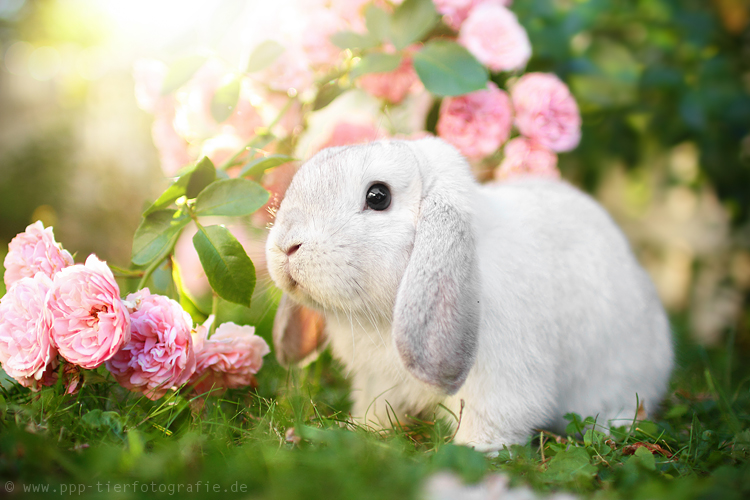 Ivy und die Rosen