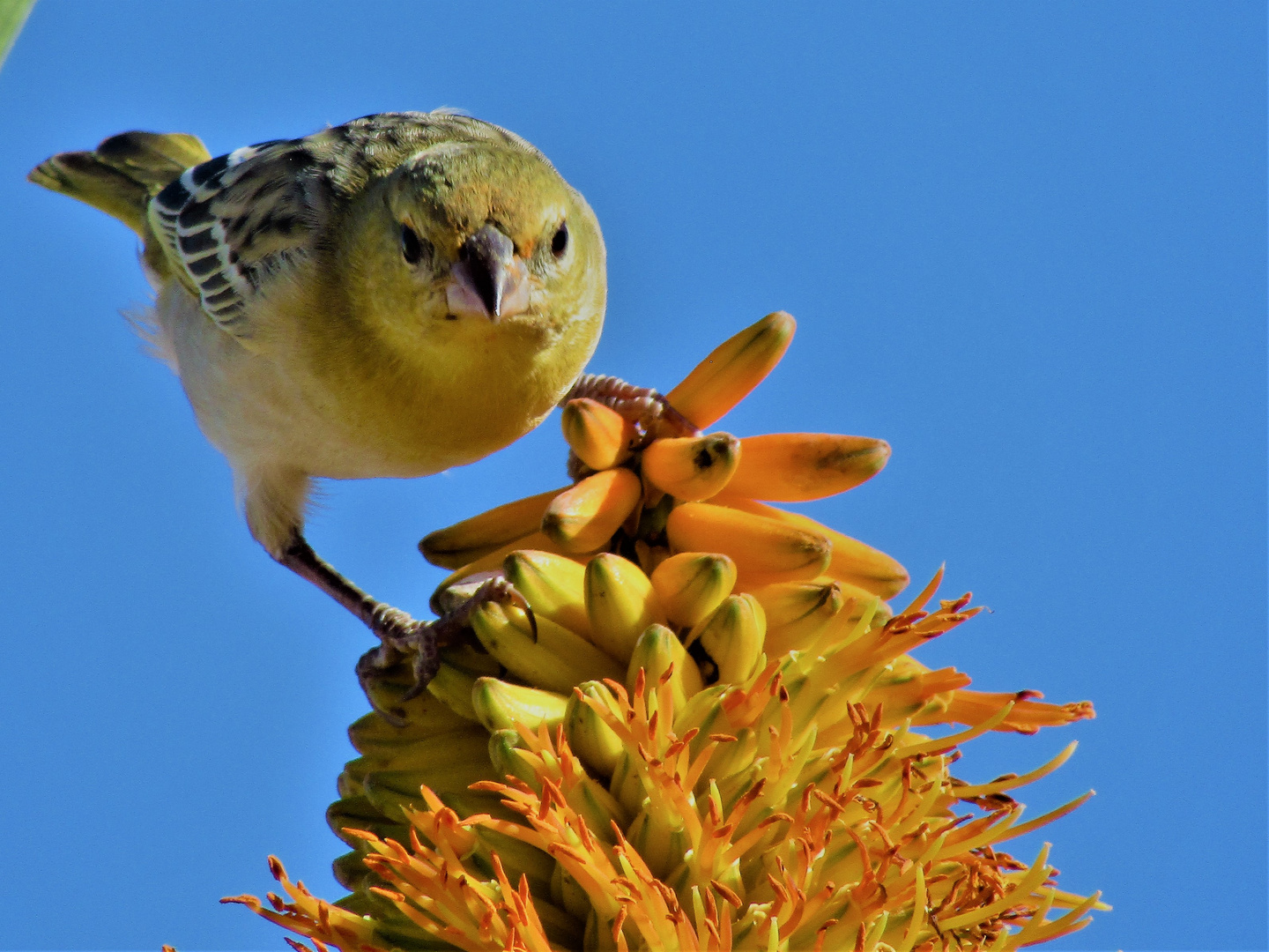 IWenn die Aloen bluehen...