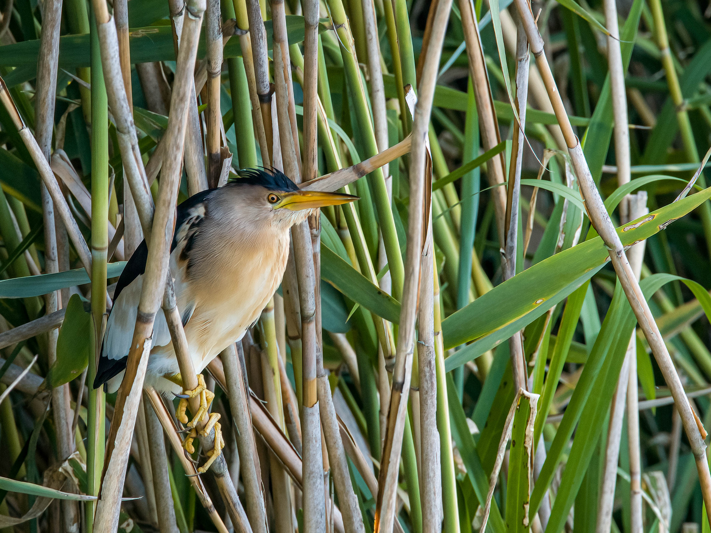 Ixobrychus minutus Foto & Bild tiere, wildlife, wild lebende vögel