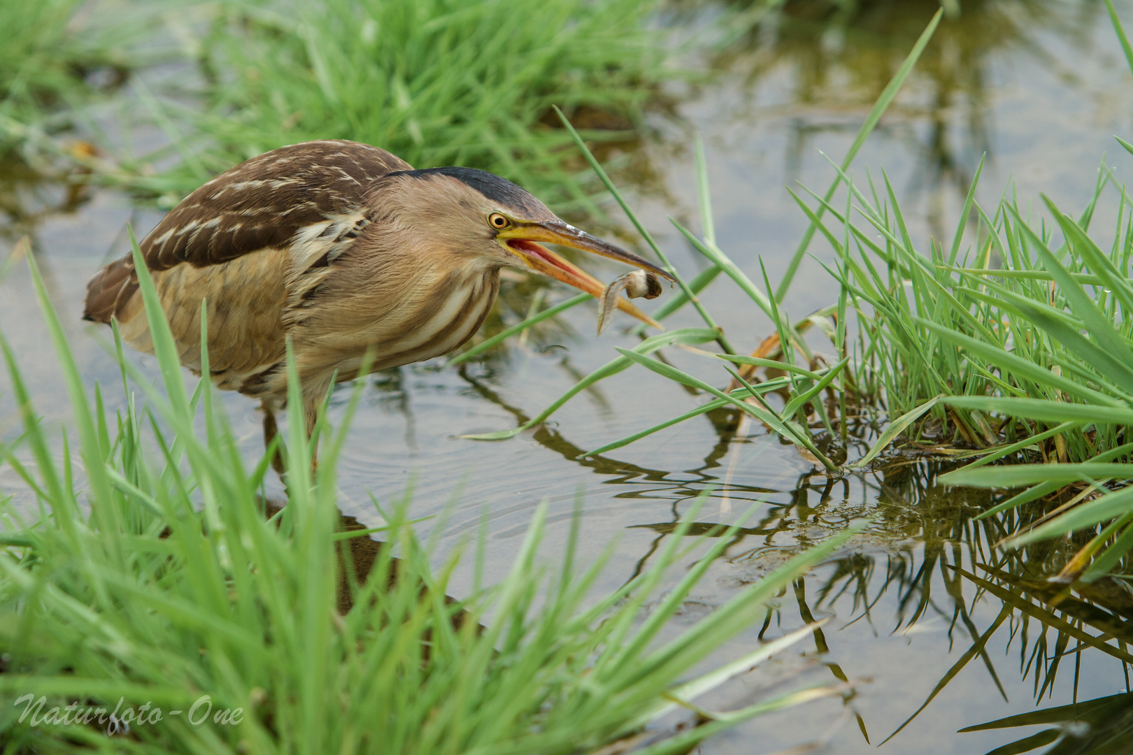 Ixobrychus minutus, Zwergdommel