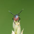 Ixodes scapularis