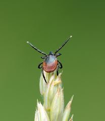 Ixodes scapularis