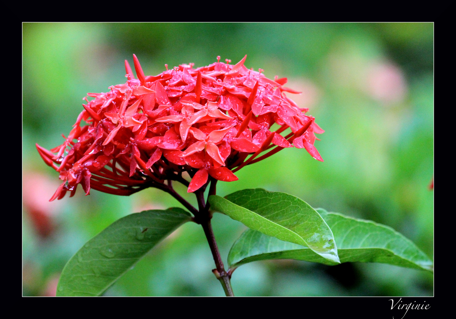 ixora