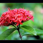 ixora